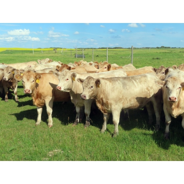 Taylor Enterprises Inc. - 925# September Delivery Grass Heifers - 66 Head (Wawota, SK)