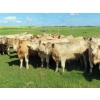 Image 1 : Taylor Enterprises Inc. - 925# September Delivery Grass Heifers - 66 Head (Wawota, SK)