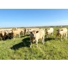 Image 2 : Schock Ranching Ltd. - 1000# July Delivery Grass Steers - 62 Head (Patricia, AB)