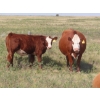 Image 3 : Thackeray Land & Cattle Inc. - 680# November Delivery Steer Calves - 90 Head (Goodwater, SK)