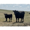 Image 4 : Dar-Lin Ranching - 430# November Delivery Heifer Calves - 110 Head (Big Stone, AB)