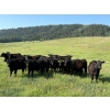 Image 2 : RL7 Ranches - 840# June Delivery Grass Steers - 33 Head (Turner Valley, AB)