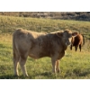 Image 4 : Glover Cattle Corp. - 700# November Delivery Steer Calves - 90 Head (Pine Lake, AB) VBP+