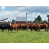 Image 4 : Hines Ranching Co. Ltd. - 28 AI Red X February Calving Bred Heifers (Marwayne, AB)