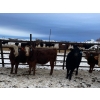 Image 2 : Wayne Megli - 750# February Delivery Steers - 80 Head (Carrot River, SK)