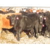 Image 3 : Willowside Ranch - 660# April Delivery Heifers - 54 Head (Vibank, SK)