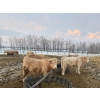 Image 9 : Wayne & Logan Lytwyn - 785# February Delivery Heifers - 75 Head (Winnipegosis, MB)