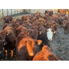 Image 1 : Spear Grass Cattle Co. - 830# February Delivery Steers - 56 Head (Rosemary, AB)