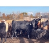 Image 5 : Range 45 Ranch Ltd. - 925# March Delivery Weaned Steers - 200 Head (Dewberry, AB)