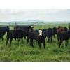 Image 4 : Double J Crop & Cattle Co.  - 650# September Delivery Steer Calves - 80 Head (Rimbey, AB)