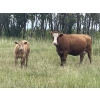 Image 7 : Matt & Shauna Elines - 675# Oct/Nov Delivery Steer Calves - 92 Head (Big Valley, AB)