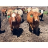 Image 3 : Lenny Brubacher - 1165# July Delivery Steers - 104 Head (Winnipegosis, MB)