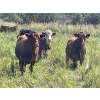 Image 2 : Lone Star Cattle Co. - 1040# Sept/Oct Delivery Grass Steers - 390 Head (Buck Lake, AB)