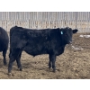 Image 10 : Hawk Ranching - 970# March Delivery Steers - 65 Head (Nanton, AB)
