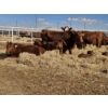 Image 11 : Rolling N Ranches (Nolan & Amanda Osadczuk) - 8 Red Heifer Pairs (Pen F7)