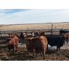 Image 7 : Carl Chomistek - 775# March Delivery Steers - 62 Head (Rolling Hills, AB)