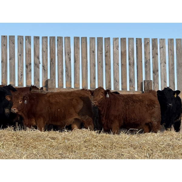 Hopper Farms/Jace Poffenroth - 900# February Delivery Steers - 68 Head (Eckville, AB)
