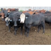 Image 9 : Taylor Enterprises Inc. - 960# Aug/Sept Grass Steers - 189 Head (Wawota, SK)