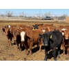 Image 3 : Rob Mossey - 1000# August Delivery Heifers - 120 Head (Vauxhall, AB)