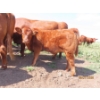 Image 9 : Leonard Lundquist/Andrew Ranching - 675# October Delivery Steer Calves - 90 Head (Rolling Hills, AB)