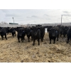 Image 2 : 9 Bar Ranch - 850# February Delivery Steers - 140 Head (Taber, AB) VBP+