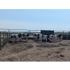 Image 2 : Camrose Colony - 530# Holstein Steers - 14 Head (Camrose, AB)