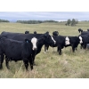 Image 3 : Taylor Family Farms - 740# October Delivery Steer Calves - 80 Head (Leslieville, AB)
