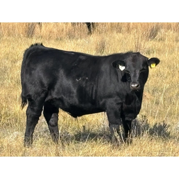 Prairie Haven Whitetails/Meier Land & Livestock - 620# November Steer Calves - 75 Head (Hays, AB)