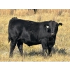 Image 1 : Prairie Haven Whitetails/Meier Land & Livestock - 620# November Steer Calves - 75 Head (Hays, AB)