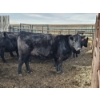 Image 9 : Gibraltar Cattle - 12 Black Heifers (Pen 537 - 539)
