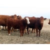 Image 13 : Sybouts Lake Farms Ltd. - 550# March Delivery Steers - 80 Head (Gladmar, SK)