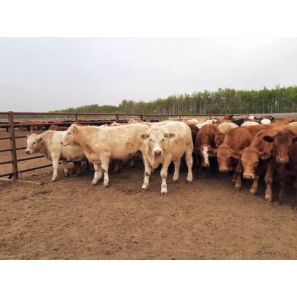 Thomson Cattle Ltd. - 1040# June Delivery Steers - 120 Head (Silver Valley, AB)