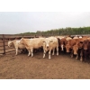 Image 1 : Thomson Cattle Ltd. - 1040# June Delivery Steers - 120 Head (Silver Valley, AB)