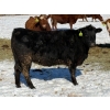 Image 4 : Cunningham Cattle Co. - 28 Straight Black Angus X Bred Heifers (Sundre, AB)