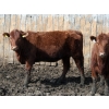 Image 4 : Barfus Farms - 800# April/May Delivery Heifers - 110 Head (Cardston, AB)