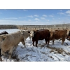 Image 3 : X Bar X Cattle Co. Ltd. - 1036# March/April Delivery Steers - 60 Head (Lomond, AB)