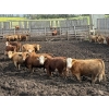 Image 5 : Lesher Lane Enterprises - 910# July Delivery Heifers - 204 Head (Lacombe, AB)