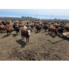 Image 5 : Amber Mountain Farms - 720# June Delivery Heifers - 110 Head (Fincastle, AB)