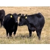 Image 6 : Boggy Springs Ranch - 26 Black Bred Heifers (Maple Creek, SK)