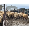 Image 2 : Glenn Ockerman - 920# March/April Delivery Steers - 68 Head (Marwayne, AB)