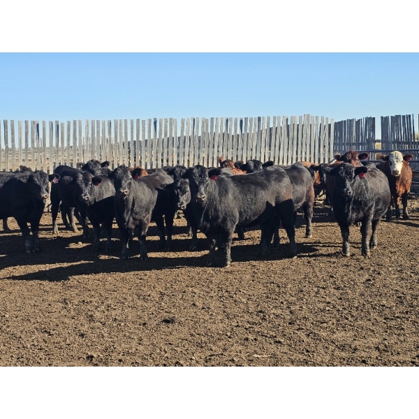 Ryan Slenders - 1180# October Delivery Heifers - 34 Head (Scandia, AB)