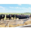 Image 2 : Lazy T Ranch - 1025# July Delivery Grass Steers - 240 Head (Indian Head, SK)