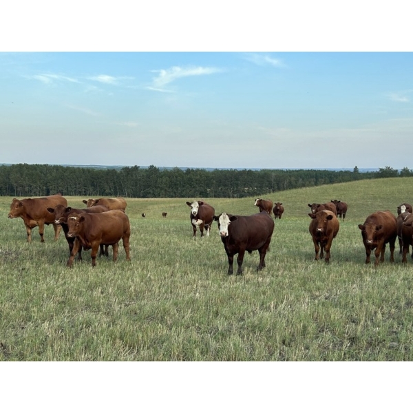 Tony Groenewoud - 1050# September Grass Steers - 220 Head (Turtleford, SK)