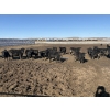 Image 3 : 6U Cattle Company - 70 Black Angus X Replacement Heifers (Manning, AB)