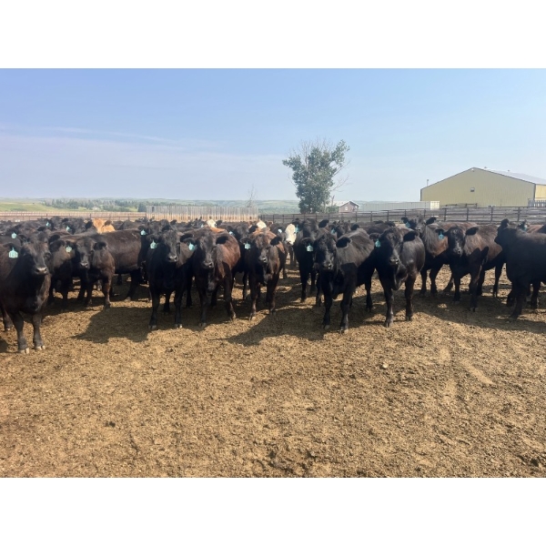 Babcock Livestock - 890# August Delivery Heifers - 114 Head (Consort, AB)