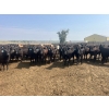 Image 1 : Babcock Livestock - 890# August Delivery Heifers - 114 Head (Consort, AB)