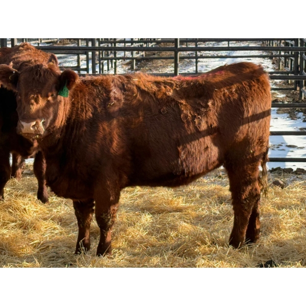 Fox Cattle Co. - 8 Bred Heifers (Pen 445)