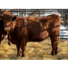 Image 1 : Fox Cattle Co. - 8 Bred Heifers (Pen 445)