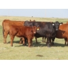 Image 10 : Thackeray Land & Cattle Inc. - 680# November Delivery Steer Calves - 90 Head (Goodwater, SK)