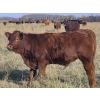 Image 5 : Tyton Farms Ltd. - 550# January Delivery Weaned Steers - 105 Head (Birtle, MB) VBP+
